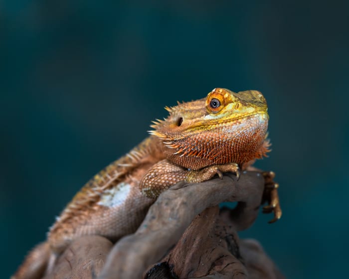 Exotic Vet Care, Johns Creek Veterinarians