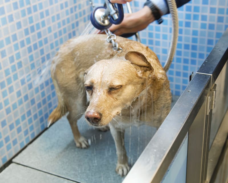 Pet Grooming Services, Johns Creek Veterinarians